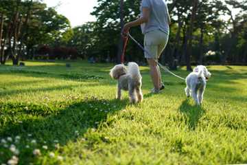 heat protection for dog paws