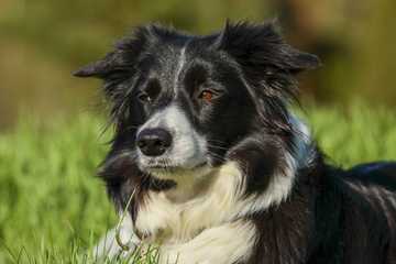 como entrenar a un border collie