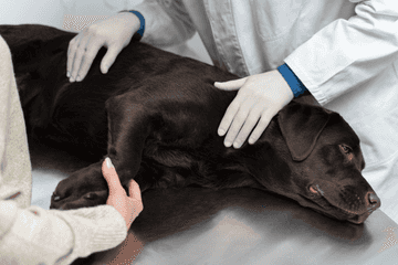 causes of dehydration in dogs