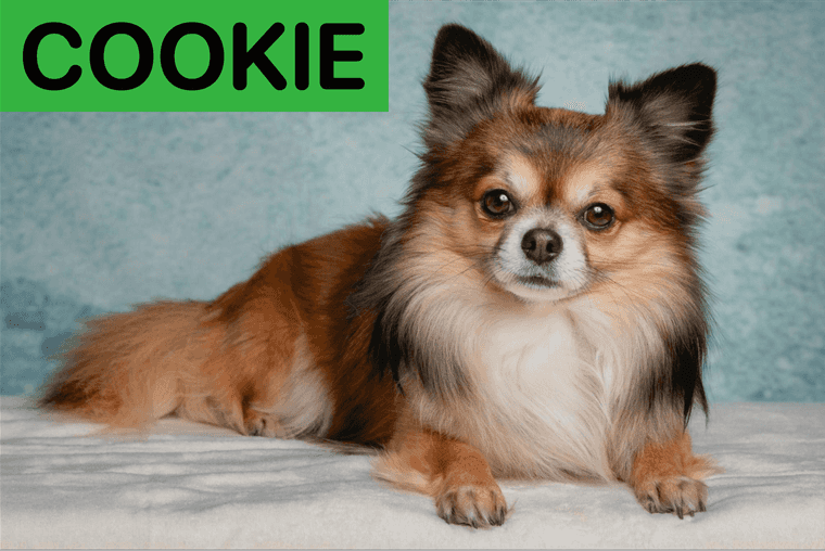 nombres para perros hembras
