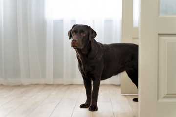 dog tricks to teach