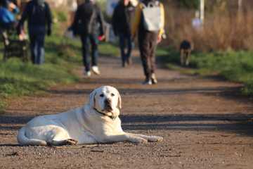 signs your dog is overheating