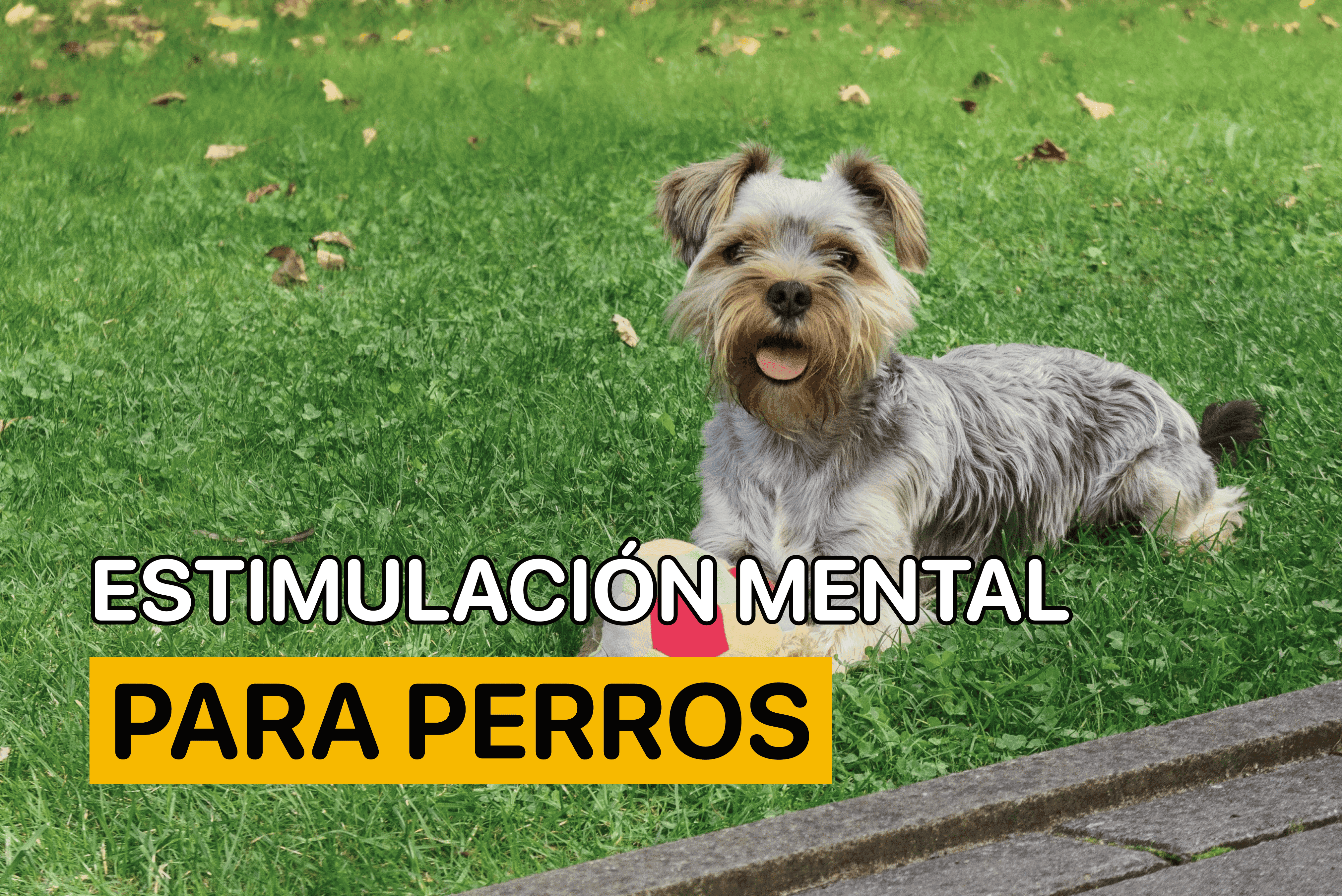 estimulacion mental perros
