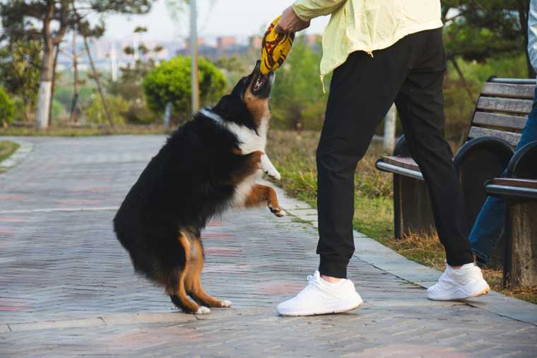 how to teach dog to leave it