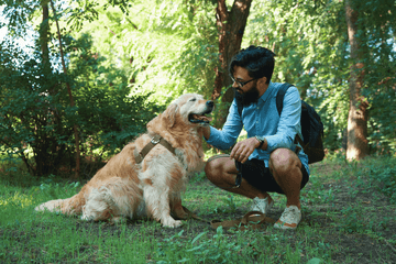 training golden retrievers
