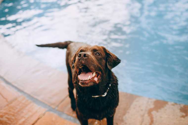 como calmar a un perro agitado