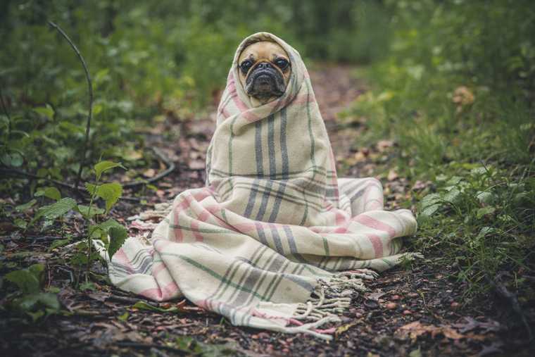 como calmar el miedo de un perro