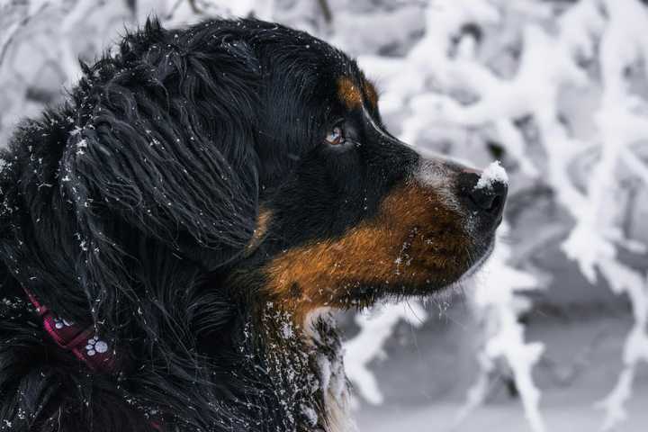 12 Dogs for Cold Weather: Your Complete Guide to Winter Dog Breeds