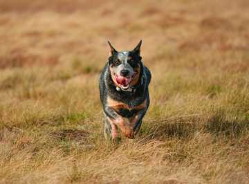 australian cattle dog training