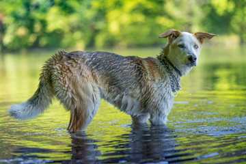 cooling down a dog