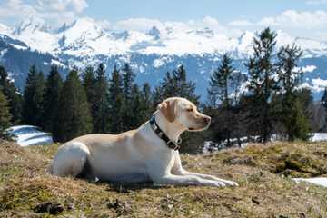perros de apoyo emocional razas