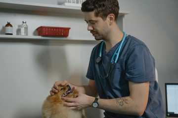 por que mi perro aulla mucho