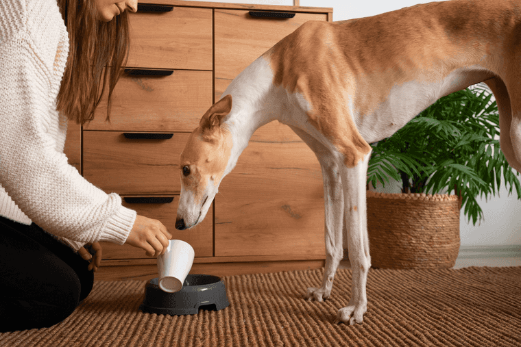 treat dehydration in dogs