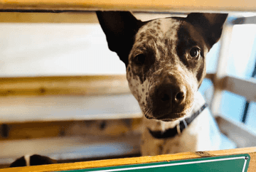 biting in adopted blue heeler