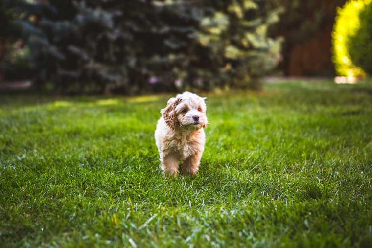 fear period puppies