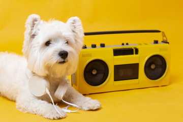 porque los perros se asustan con los cohetes
