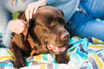 can dogs get heat stroke