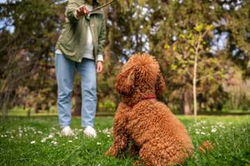 are golden doodles hard to train