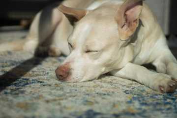 posiciones de dormir de un perro