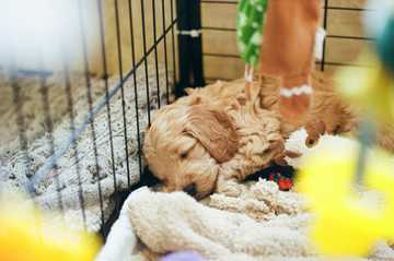 primera noche cachorro en casa