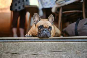 are frenchies easy to train