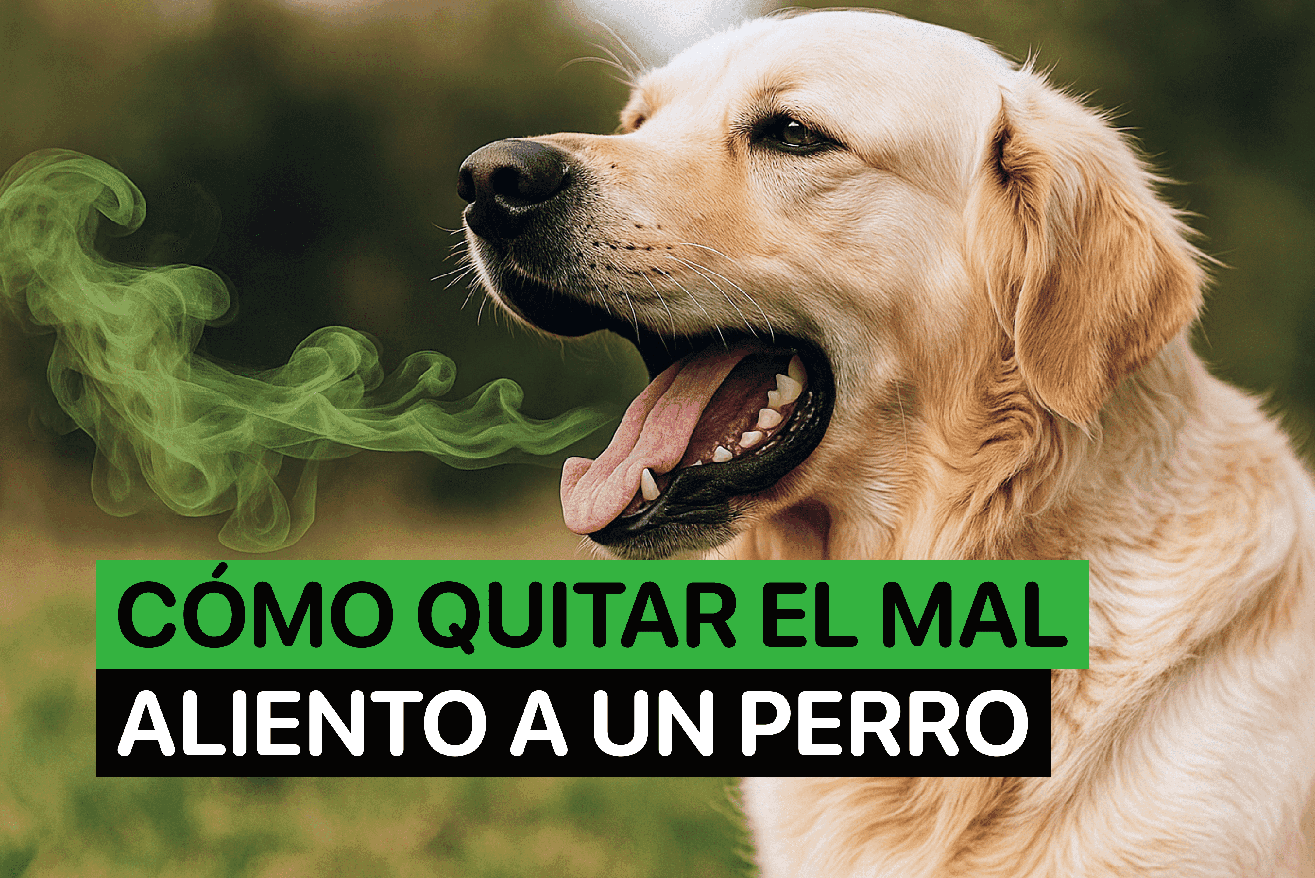 como quitar el mal aliento de un perro