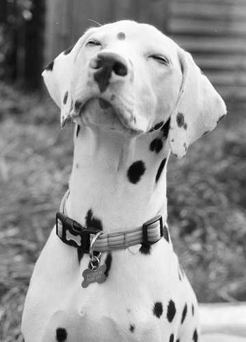 why do dogs scratch couches