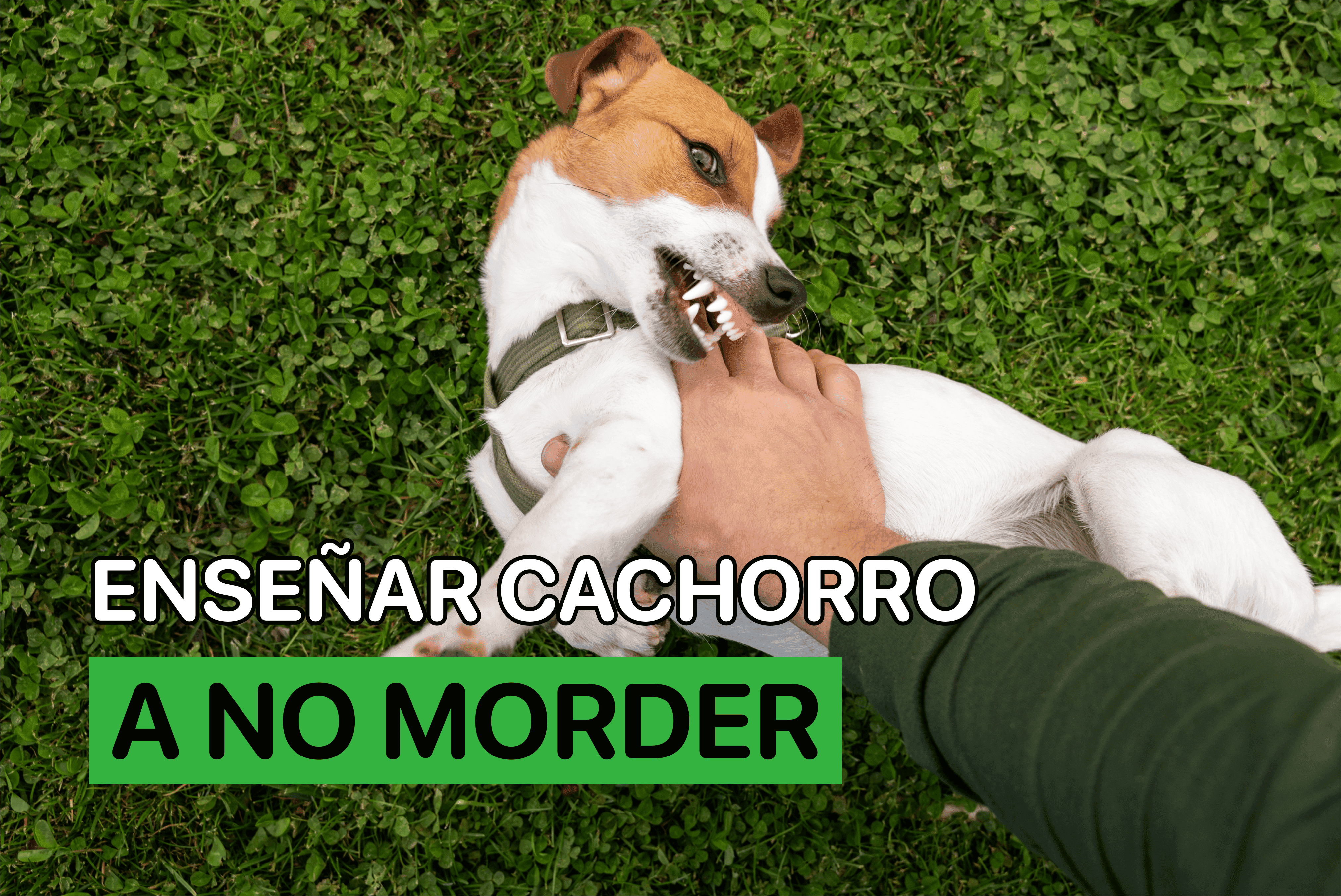 Enseñar Cachorro A No Morder