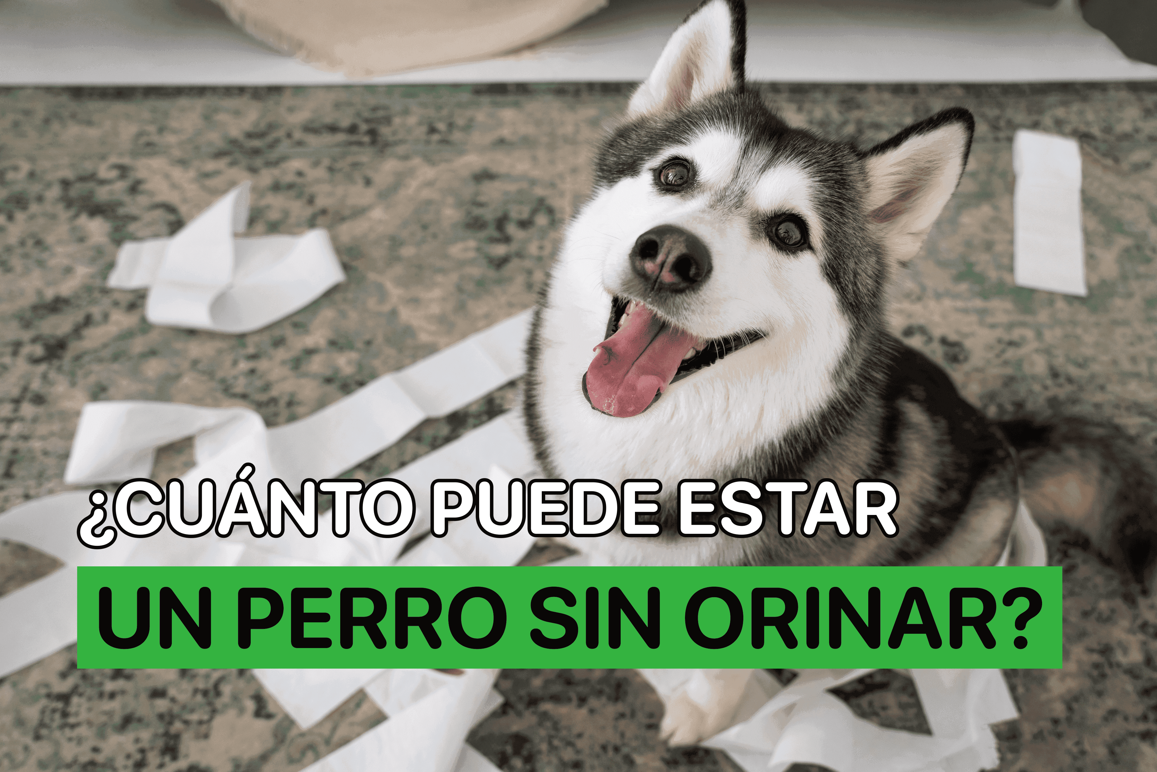 cuanto puede estar un perro sin orinar