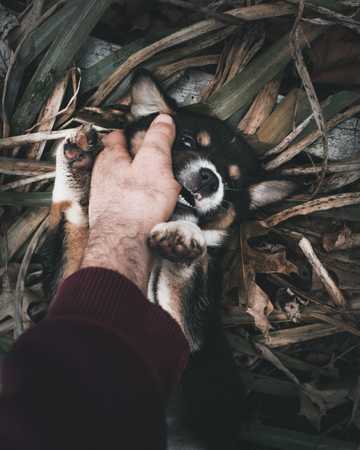 como evitar la reactividad en perros