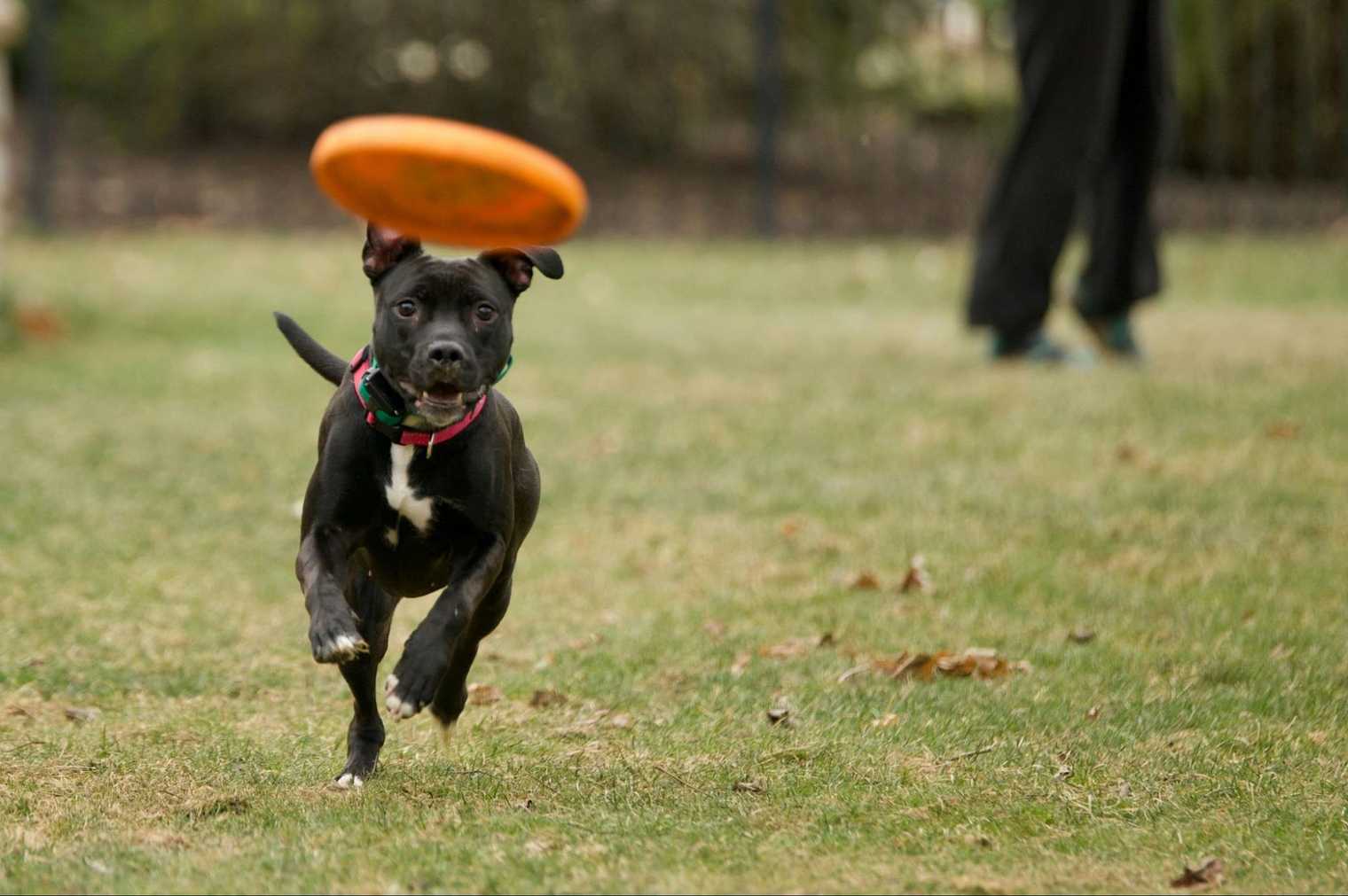 How to Teach a Dog to Catch a Frisbee in 3 Working Ways