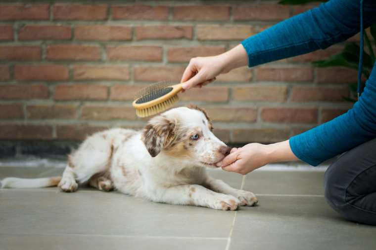 how to get a dog to shed less