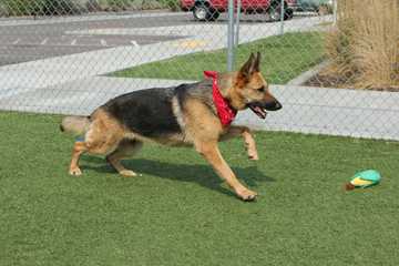 german shepherd dog training