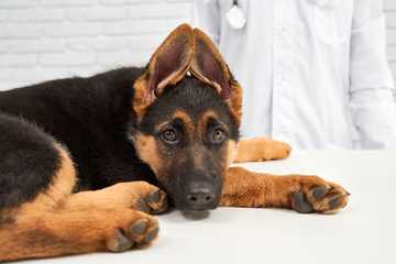 heat stroke in dogs treatment
