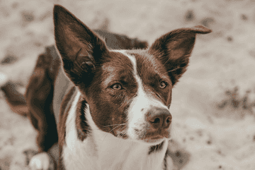 los perros mas peludos del mundo