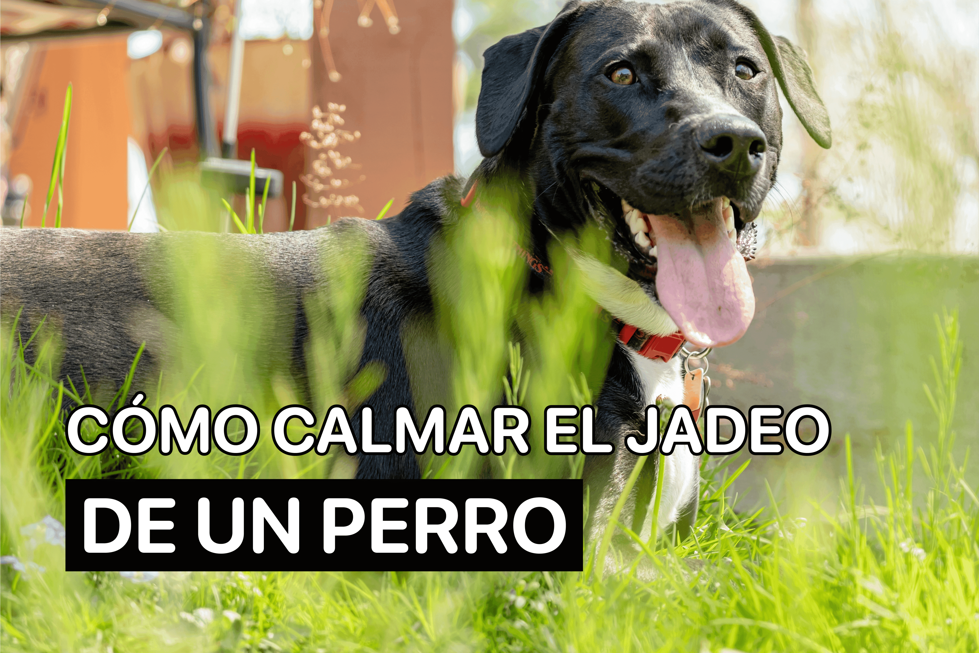 Cómo Calmar El Jadeo De Un Perro