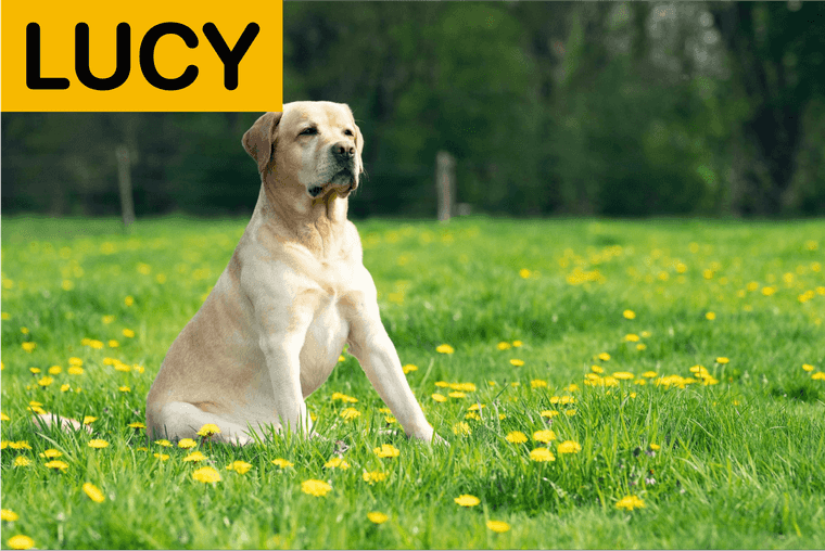 nombres para perros hembra