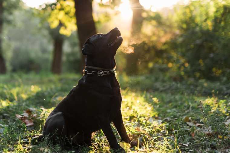 porque a los perros les gusta el sol