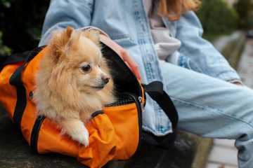 para viajar con un perro que se necesita