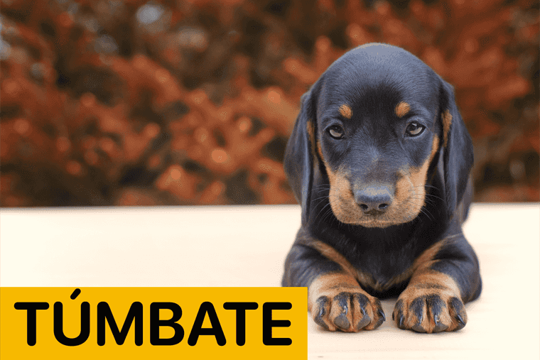 comandos basicos para perros