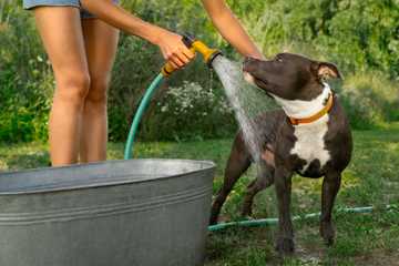 cooling a dog down