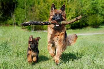 german shepherd trainability