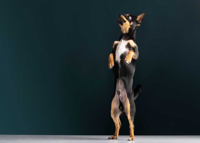 teach dog to stand up