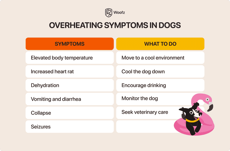 overheating symptoms in dogs
