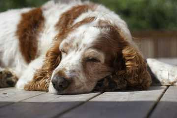 posiciones de perros al dormir y su significado