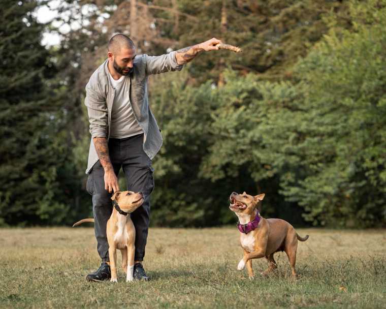 tricks for dogs