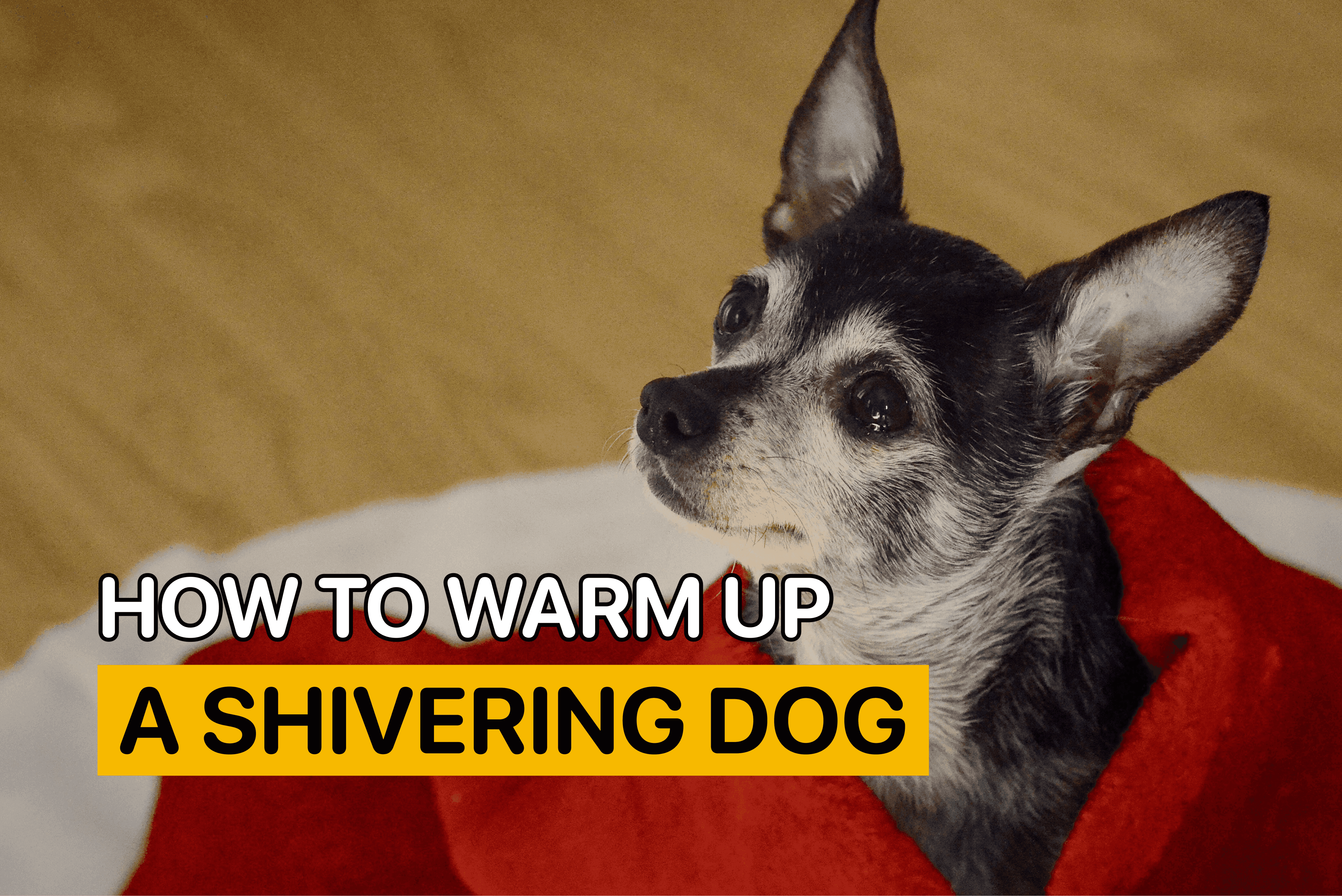how to get my dog to stop shaking