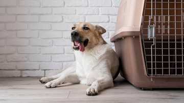 dog started peeing in crate