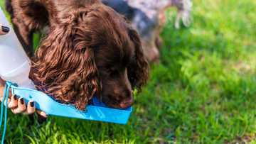 signs of dehydration in a puppy
