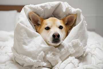 what to do if your dog is shivering